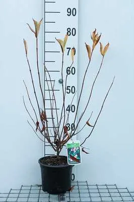 Produktbild von Weigela hybr. 'Rosea' - Weigelie 50- 60 cm - Container
