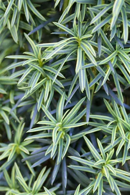 Produktbild von Taxus baccata 'Fastigiata Aureomarginata', Gelbbunter Eibenbaum, 30–40 cm