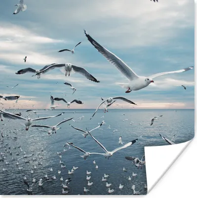Produktbild von MuchoWow® Poster Vogel - Meer - Schwarm 100x100 cm - Babyzimmer