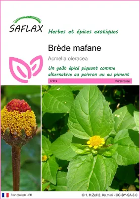 Image de SAFLAX - Brède mafane - 500 graines - Acmella
