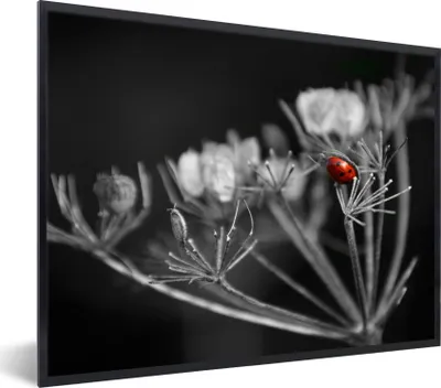 Produktbild von MuchoWow® Gerahmtes Poster Schwarz-Weiß-Foto von einem roten Marienkäfer auf einer Pflanze 80x60 cm - Poster mit Schwarzem Bilderrahmen Wandposter Rahmen Foto Bilder - Schwarzem - Mit Gestell