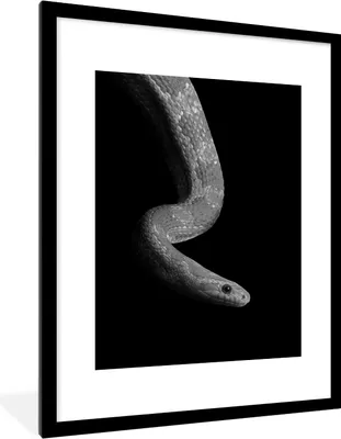 Produktbild von MuchoWow® Gerahmtes Poster Tiere - Schlange - Schwarz - Weiß - Porträt 60x80 cm - Poster mit Schwarzem Bilderrahmen Wandposter Rahmen Foto Bilder - Wohnzimmer - Dekorationen - Prämie
