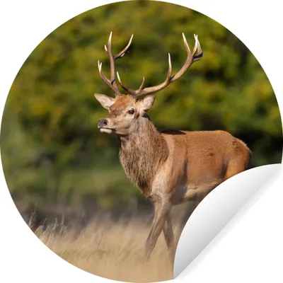 Produktbild von MuchoWow® Runde Wandtattoo - Wandsticker Tapete Aufkleber Tiere - Hirsche - Geweihe - Waldtiere - Natur Ø 100 cm Selbstklebend und Repositionierbar - Wandaufkleber - Kreis - Tapetenkreis - Wandbild rund - Schlafzimmerdekoration - Wanddeko - runde Tapete - Kunst für zu Hause