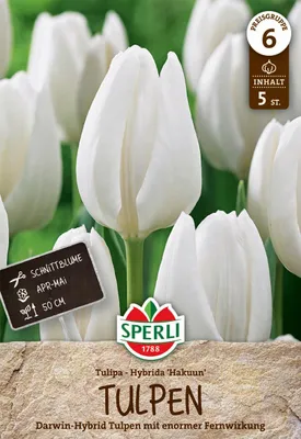 Produktbild von SPERLI Premium Darwin-Hybrid-Tulpe Hakuun Tulipa hybrids 5 Zwiebeln
