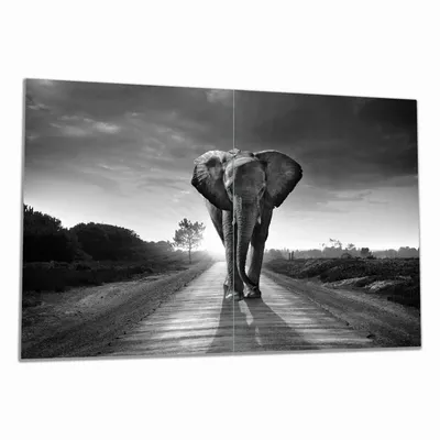 Produktbild von Wallario Herdabdeckplatte aus Glas, Größe 80 x 52 cm 2-teilig, Motiv Elefant bei Sonnenaufgang in Afrika schwarzweiß