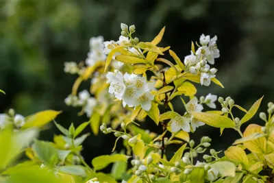 Produktbild von Philadelphus coronarius 'Aureus', Duftjasmin, goldgelb, 60–80 cm