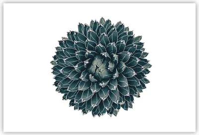 Produktbild von Poster - Poster ohne Rahmen - Agave Königin Victoria - 91,5x61 cm - Wand Bild - Wanddeko - Wandbilder - Kunstposter - Wandposter - Bilder - Kunstdruck - Wanddekoration - Wandbild - P2XAA91x61-4129
