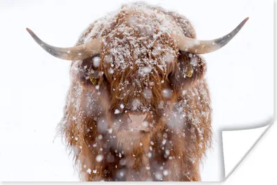 Produktbild von MuchoWow® Poster Schottischer Highlander - Hörner - Schnee 180x120 cm - Fotoplakat