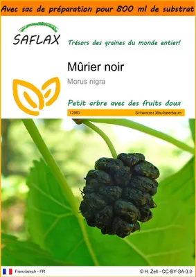 Image de SAFLAX Garden in the bag - Mûrier noir - 200 graines - Morus