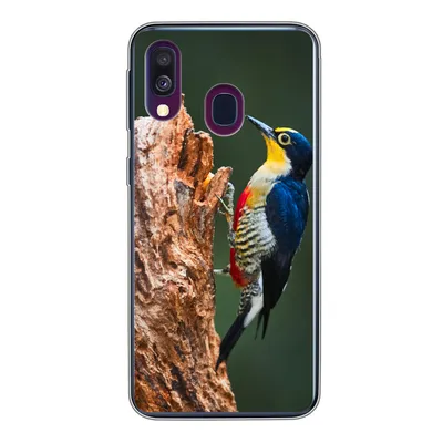 Produktbild von MuchoWow® Handyhülle Schutzhülle Hülle für Samsung Galaxy A40 Nahaufnahme eines bunten Vogels auf der Seite eines Baumstamms Silikon Softcase Handy Hülle - Handy-Tasche