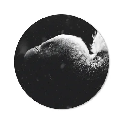 Produktbild von MuchoWow® Mauspad Mousepad Nahaufnahme eines Geiers vor schwarzem Hintergrund - schwarz und weiß 20x20 cm - Mousepads - Maus Mat - Pad - Mausunterlage - Schreibtischmatte