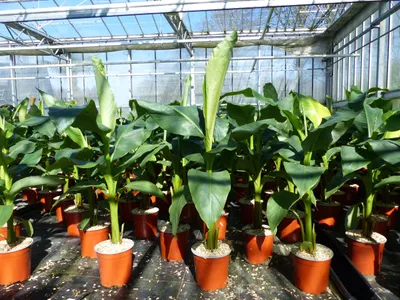 Produktbild von Bananenstaude Musa Basjoo 80 - 100 cm winterhart Staude japanische Faserbanane