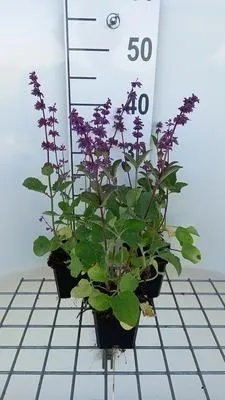 Image de 6 x Salvia vert. 'Endless Love'® - mousse étoilée - pot 9 x 9 cm