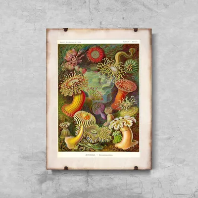 Produktbild von Poster - Canvas - Leinwand - 42 cm x 59,4 cm - Tier Actiniae Ernst Haeckel