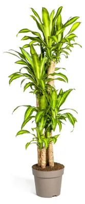 Produktbild von Dracaena fragrans massangeana – 30-cm-Topf – Höhe 170–190 cm