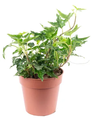 Produktbild von Gemeiner Efeu grün - pflegeleichte Zimmerpflanze, Hedera helix - Höhe ca. 15 cm, Topf-Ø 9 cm