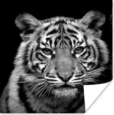 Produktbild von MuchoWow® Poster Tiger - Tiere - Schwarz - Weiß 75x75 cm - Wand Dekoration