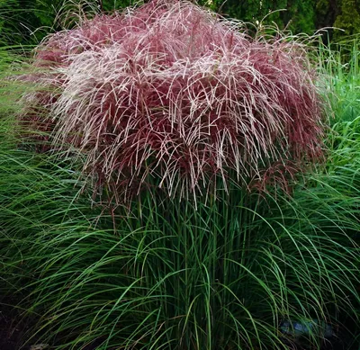 Produktbild von Stauden Gänge 10 x Miscanthus sinensis 'Versammlung' im 1 Liter Topf - Rotes Chinaschilf - Harmonie und Eleganz im Garten vereint - Winterhart