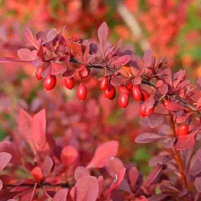 Immagine prodotto di 2 x  Berberitze  - Berberis thunbergii 'Atropurpurea'  | 30-40 cm in vaso