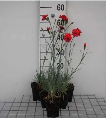 Zdjęcie produktu dla 6 x Dianthus (p) 'David' - Goździk - doniczka 9 x 9 cm