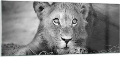 Produktbild von Bilder auf glas - Einteilig - Löwe asiatisch Porträt - 100x40cm - Glasbilder - Wandbilder - Bilder - zum Aufhängen bereit - Wanddekoration aus Glas - Glas Bilder - Wandbild auf Glas - GAB100x40-4840