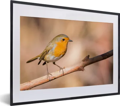 Produktbild von MuchoWow® Gerahmtes Poster Vogel - Zweig - Rotkehlchen 40x30 cm - Poster mit Schwarzem Bilderrahmen Wandposter Rahmen Foto Bilder - Bilderrahmen - Poster im Rahmen