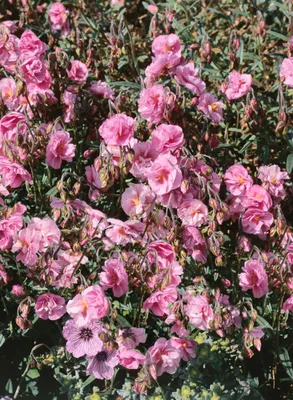 Produktbild von Helianthemum x cult. 'Cerise Queen', Sonnenröschen, rosa, ca. 9x9 cm Topf
