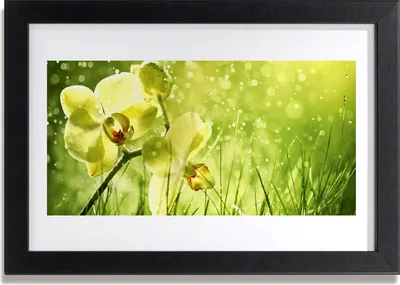 Produktbild von Bild 30x20 MDF-Rahmen Wandkunst Gras Natur Pflanze