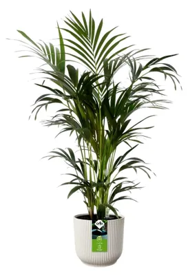 Produktbild von All-in-1 Vibes Rund 25 + Swi 24 - Blumentopf für Innen - 100% Recycelter Kunststoff - Ø 25 cm - Weiß/Leinenweiß