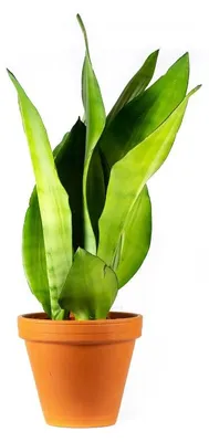 Produktbild von Gardneria Sansevieria trifasciata "Moonshine", Durchmesser 12 cm