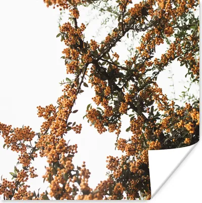 Produktbild von MuchoWow® Poster Blumen - Äste - Natur 50x50 cm - Wohnzimmerdekoration