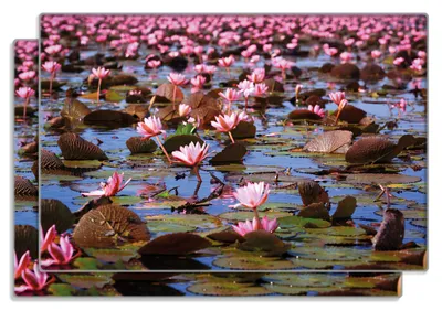 Produktbild von Wallario Frühstücksbrettchen 2er Set aus Glas, je 20 x 30 cm, mit rutschfesten Füßen, Motiv Seerosenlandschaft mit rosa Blüten