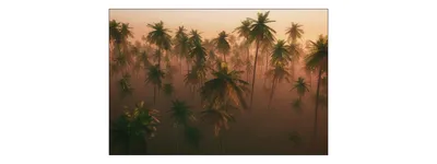Produktbild von Muralo Fototapete Wald im Nebel 405 (B) x 270 (H) cm Vlies Tapete Wandtapeten Bäume Palmen Wohnzimmer Schlafzimmer moderne Wandbilder XXL Landschaft Panorama Wand Dekoration
