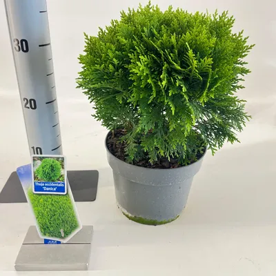 Image de Thuja occ. « Danica »   - Arbre de vie occidental | 25-30 cm en pot