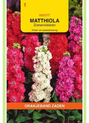 Productafbeelding van Oranjekleurige Matthiola incana, gevulde zomerbloemen, mengbloemen - 1 zakje zaad