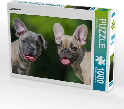 Produktbild von CALVENDO Puzzle Zwei Welpen | 1000 Teile Lege-Größe 64x48cm Foto-Puzzle für glückliche Stunden