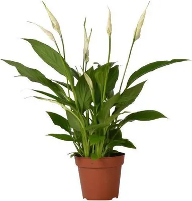 Produktbild von Einblatt Spathiphyllum Bingo Cupido Ø12cm ↕45cm Zimmerpflanze Weiße Blüten