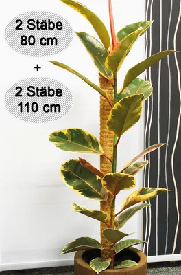 Produktbild von Novatool 2x Pflanzstäbe Kokos 80+110 cm I Ø 45mm I verlängerbar I natürlicher Kokosfaser I Rankhilfe Monstera deliciosa Moosstab Kokosstäbe