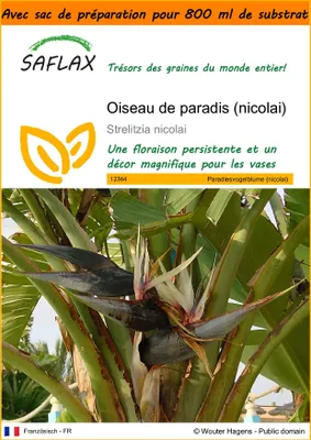 Image de SAFLAX Garden in the bag - Oiseau de paradis (nicolai) - 5 graines - Strelitzia