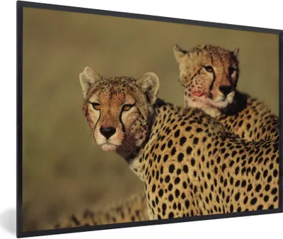 Produktbild von MuchoWow® Gerahmtes Poster Zwei Geparden in der Savanne 90x60 cm - Poster mit Schwarzem Bilderrahmen Wandposter Rahmen Foto Bilder - Fotorahmen - Foto-Plakat