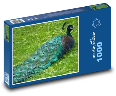 Obrázek produktu pro Puzzle 1000 Páv v Zahradě - martinpuzzle
