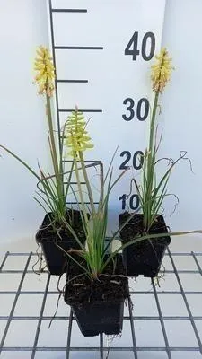 Produktbild von 6 x  Kniphofia hybr. 'Lemon Popsicle'® - Fackellilie - Topf 9 x 9 cm