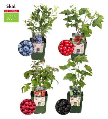 Productafbeelding van Biologische fruitplanten "Fruchtparadies" set, een mix van 4 verschillende soorten