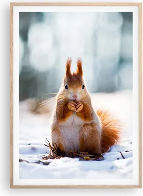 Produktbild von Gerahmtes Poster - Rahmen in heller Eiche - Eichhörnchen Winter Schnee Essen - 70x100 cm - Wand Bild - Wanddeko - Wandbilder - Wandposter - Bilderrahmen - Bilder - Kunstdruck - P2NPA70x100-2798