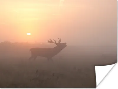 Produktbild von MuchoWow® Poster Hirsche - Sonne - Nebel 120x90 cm - Wandbild