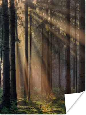 Produktbild von MuchoWow® Poster Bäume - Wald - Sonne - Pflanzen 90x120 cm - Wohnzimmer