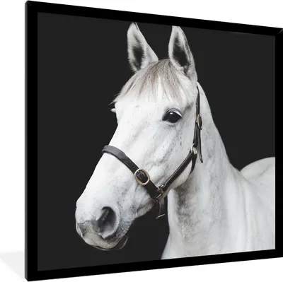 Produktbild von MuchoWow® Gerahmtes Poster Pferd - Halfter - Weiß 40x40 cm - Poster mit Schwarzem Bilderrahmen Wandposter Rahmen Foto Bilder - Mit Rahmen - Wanddekoration Schlafzimmer