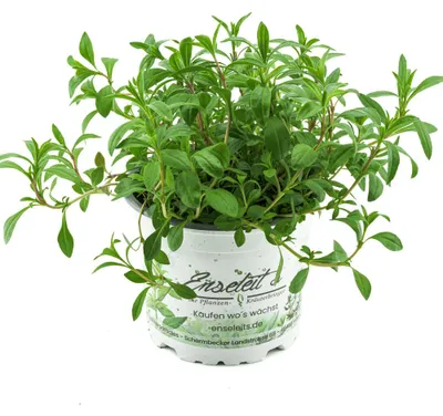 Produktbild von Enseleits Berg-Bohnenkraut,1 Pflanze Bergbohnenkraut,Satureja montana