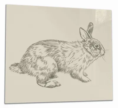 Produktbild von Wallario Herdabdeckplatte aus Glas, Größe 60 x 52 cm 1-teilig, Motiv Hase als illustrierte Bleistiftzeichnung