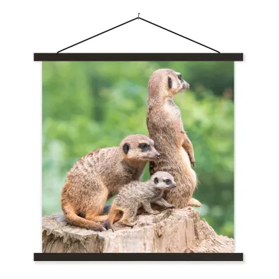 Produktbild von MuchoWow® Textilposter Erdmännchen - Baumstumpf - Jungtier 90x90 cm mit schwarzem Rahmen - Magnetisches